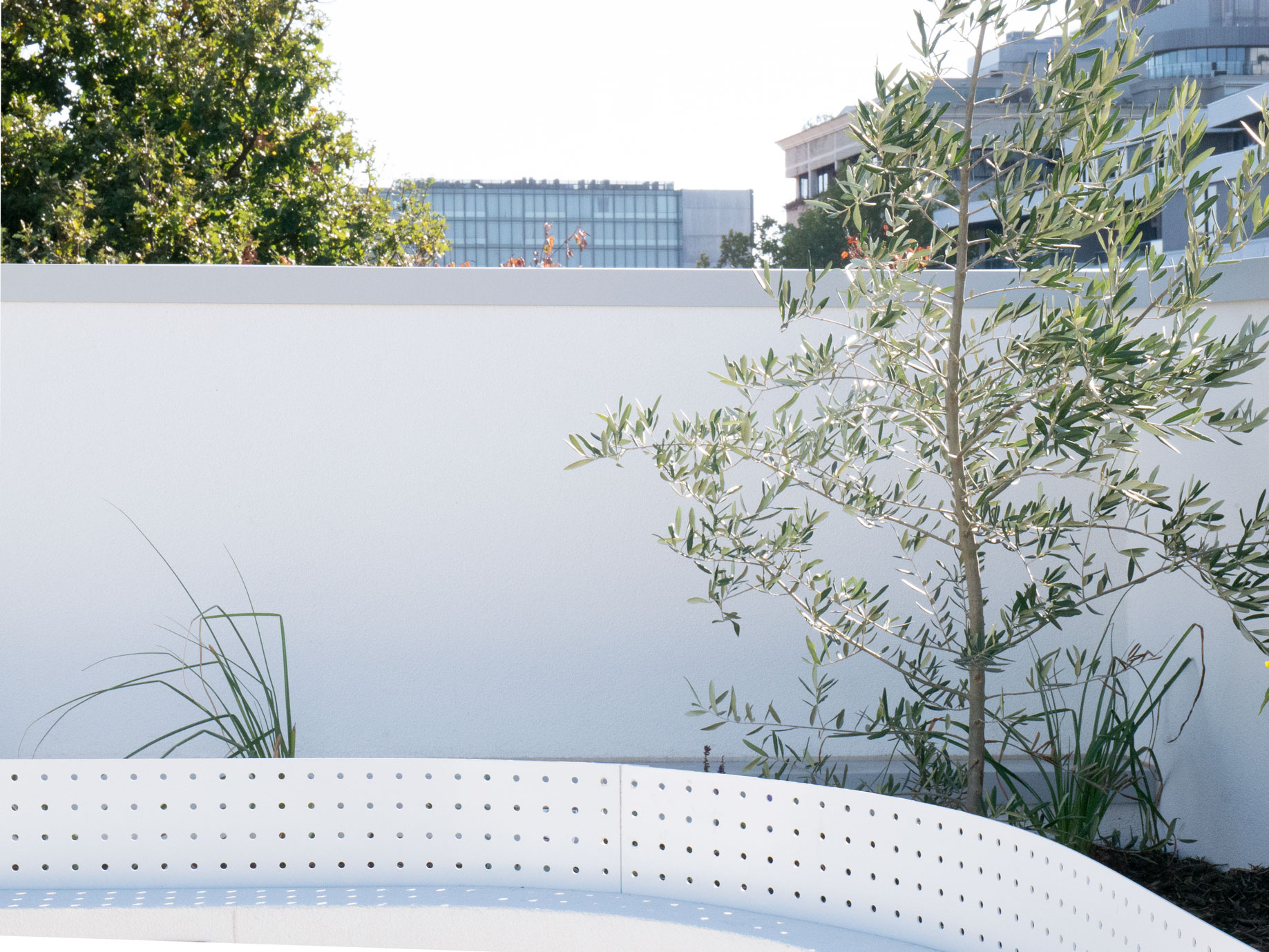 Curved perforated balustrade and olive planting on the rooftop at Clara Residence
